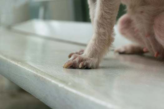 Dog foot on chair photo