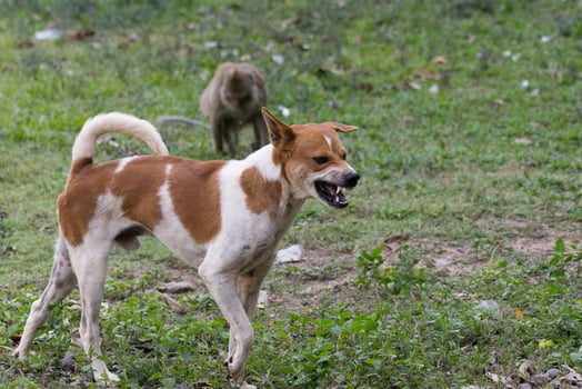A dog is standing in the grass with a monkey in the background photo