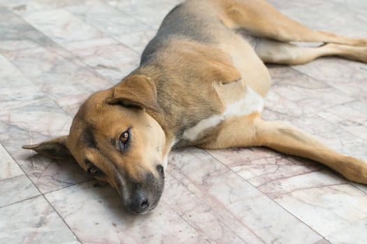 A dog laying on a marble floor photo