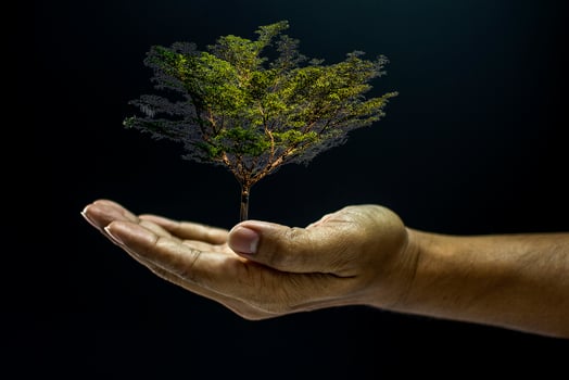 A hand holding a small tree on top of it photo