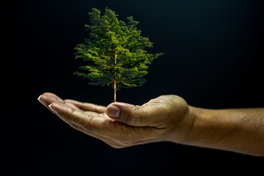 A hand holding a small tree in the palm of their hand photo