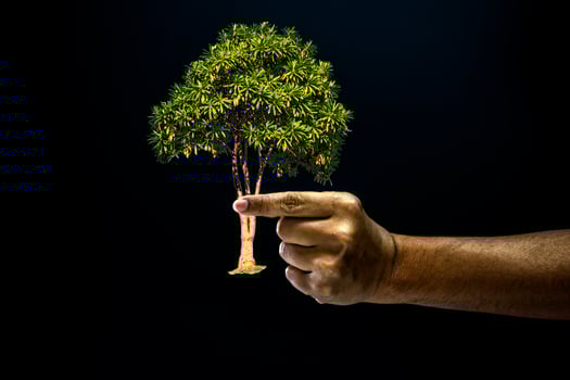 A hand pointing at a small tree on a black background photo