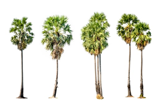 Four palm trees are shown in different positions photo
