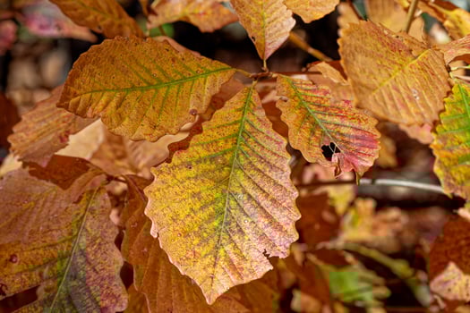 Chestnut oak leaves in the fall photo