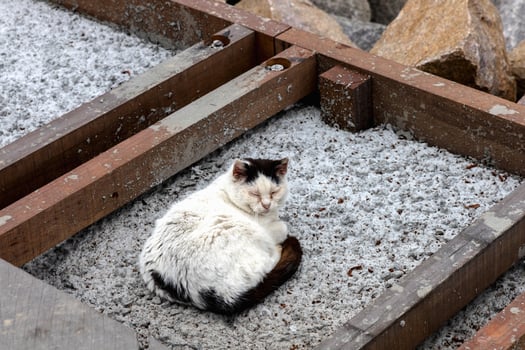 Outdoor white cat with black spots on the rocks photo