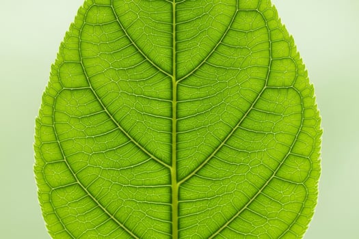 Vibrant Green Leaf Illuminated to Reveal Its Intricate Symmetrical Vein Network photo