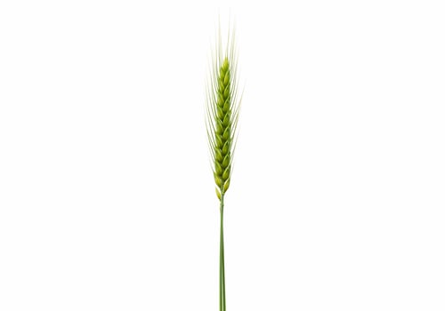 A single green wheat stalk on a white background photo
