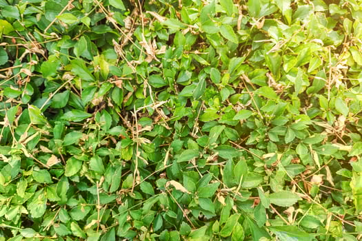 Lush Green Hedge Background Full Frame Garden Foliage Texture Image photo