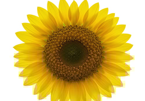 Golden Sunflower Head photo