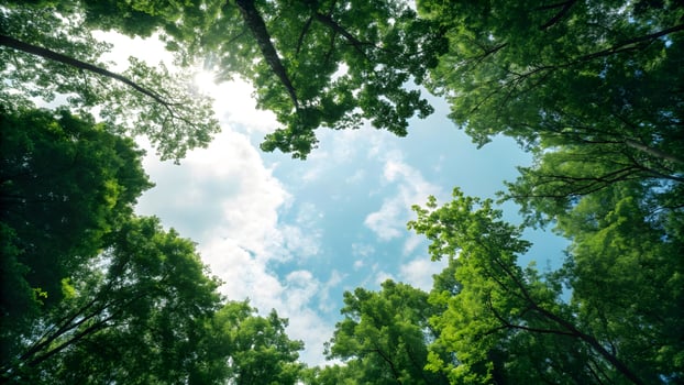Serene Canopy View Lush Green Trees Framing Blue Sky with Sunlight, Forest Ambience photo