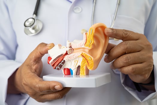 Asian doctor holding human ear model to learn treat photo