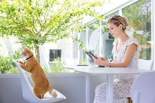 caucasian woman is working at home using digital tablet with her orange ginger cat sitting together on the table during summer for freelance online job and pet owner photo