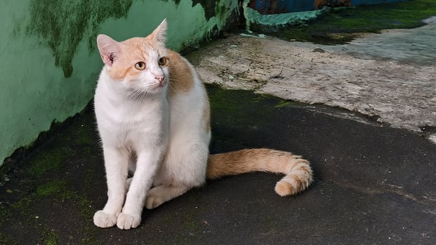 Domestic Yellow cat with yellow eyes photo