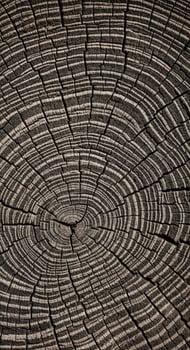 Closeup of weathered wood grain with circular patterns photo