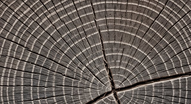 Closeup of wood grain pattern showing growth rings photo