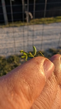 A CloseUp Photograph Featuring a Tiny Green Insect Resting on a Finger of a Hand photo