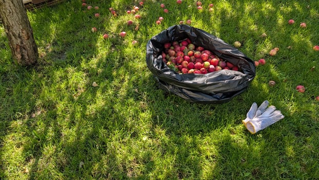 Harvesting Apples A Bountiful Collection of Delicious Fruits Laying on the Ground Below photo