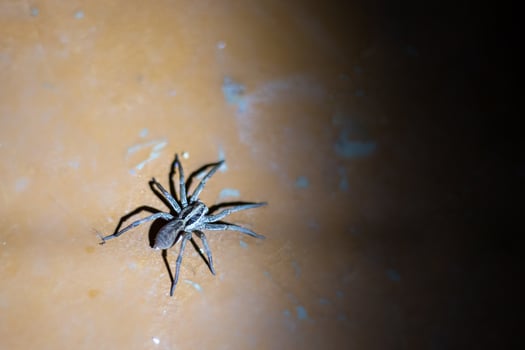 a large creepy spider sits on the floor of the house photo