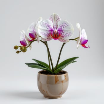 A potted Phalaenopsis orchid displaying white and purple flowers red accents and green leaves Clean white background photo