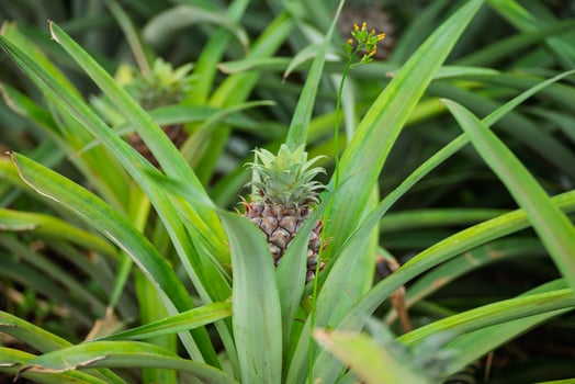 Pineapple growing on a plant at a plantation in the Azores, exotic fruit cultivation. photo
