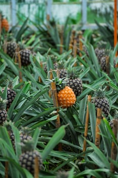 Tropical fruit plantation with rows of pineapple plants, exotic travel destination. photo