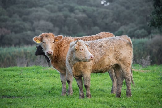 Cows grazing in an agricultural field photo