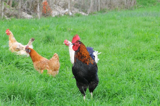 Beautiful rooster and chickens roaming free in the field photo