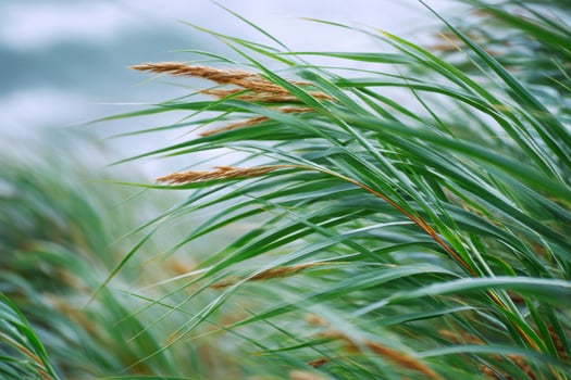 Tall grass waving in slow wind on overcast day photo