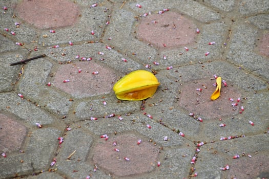 Decaying Starfruit Fallen on Stone Pavement photo