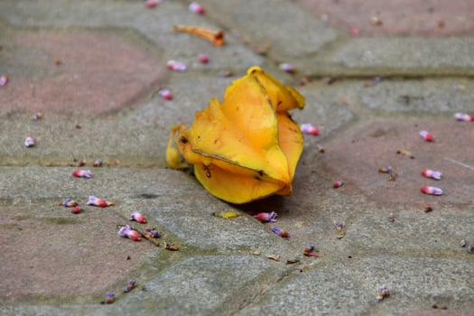 Close Detail of Overripe Starfruit on Paving Block photo