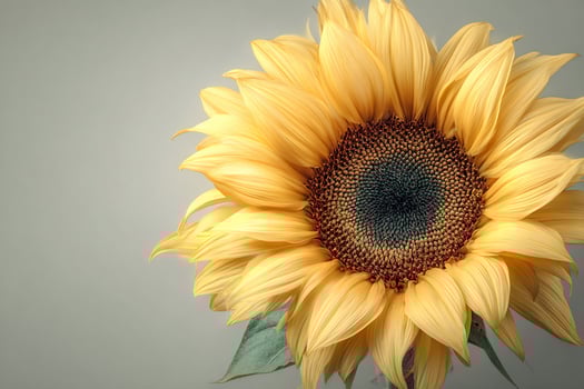 A single sunflower with detailed seed center and vibrant petals in natural warm light photo