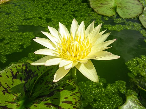Large yellow water lily blooming in a tropical pond, bathed in soft sunlight with visible stamens. Surrounded by green pads, this peaceful scene radiates tropical serenity. photo