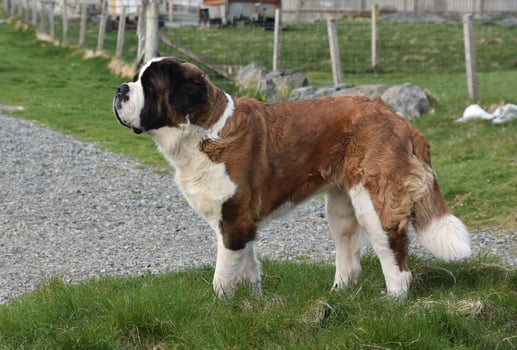 Beautiful Side Profile of a St Bernard Dog photo