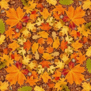 Autumn maple leaves and acorns scattered on forest floor fall photo