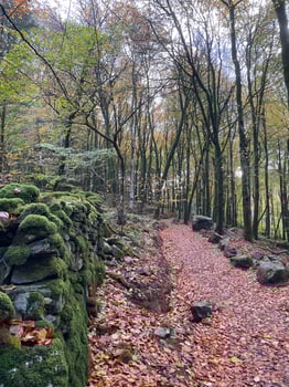 A path through the woods with rocks and leaves photo