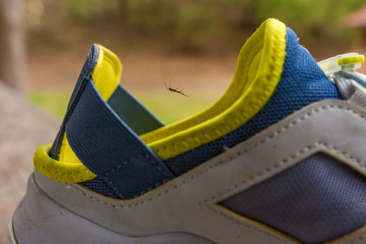Tiny spider hanging on web near colorful sports shoe - shallow depth of field, close-up view photo