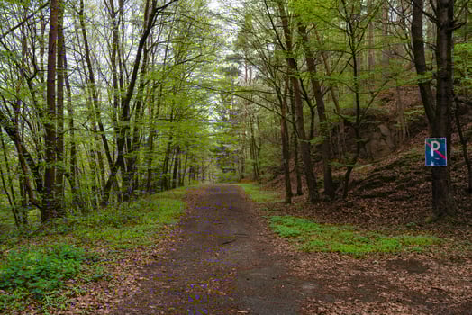 Spring forest path with old scratched no parking sign on tree - tranquil nature scene with dirt road photo