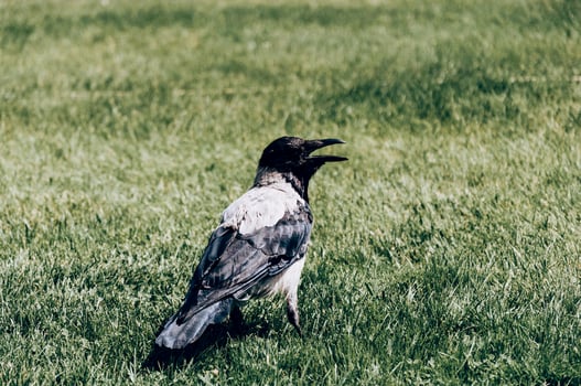 Black raven crow walks in green meadow in summer, birdwatching wildlife nature photo