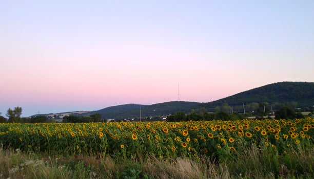 Sunflower Field at Dusk with Pink Sky and Rolling Green Hills photo