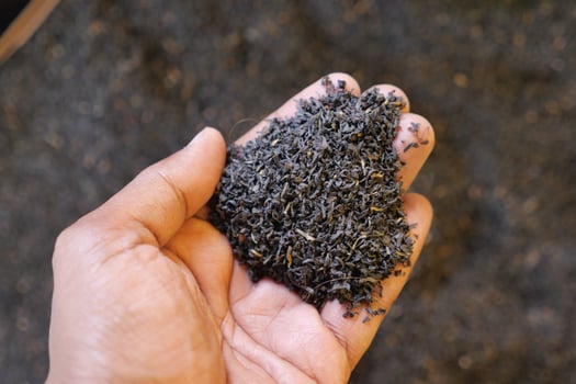 Hand holding loose black tea leaves in natural setting photo