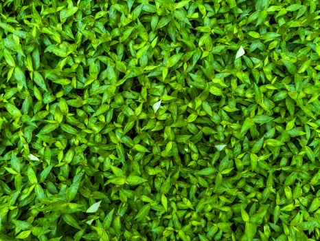 A detailed top-down view captures a dense carpet of small, vibrant green leaves with a few light-colored accents, creating a rich and intricate natural texture. The macro-like perspective highlights photo