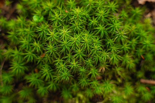 Close-up of vibrant green moss in forest - natural texture and pattern of star-shaped moss plants photo