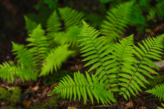 Bright green fern growing in Czech forest with soft natural light and dark blurred background. photo