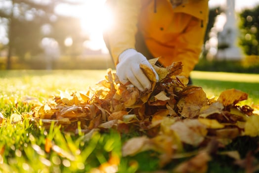 Hands in gloves collecting yellow leaves on the lawn during autumn in the park concept of cleaning photo