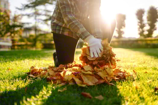 Gloved hands removing fallen yellow leaves from grass in a park concept of cleaning photo