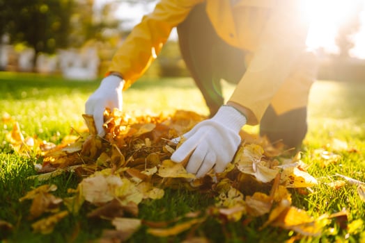 Close up of gloved hands holding a pile of yellow fallen leaves on a lawn concept of cleaning photo