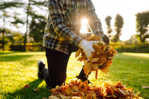 Close up view of gloved hands collecting autumn leaves from a lawn in a park concept of cleaning photo
