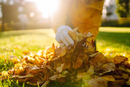 Close up of hands in gloves picking up yellow leaves from the park lawn concept of cleaning photo