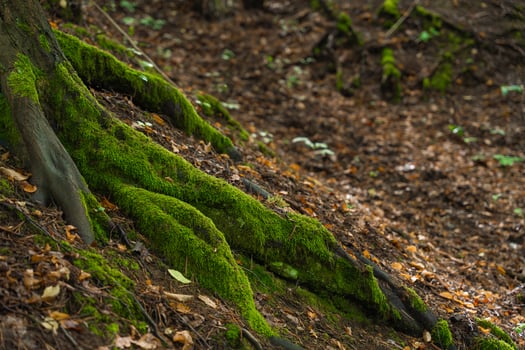 Moss-covered tree roots in Czech forest creating natural texture and earthy woodland background photo