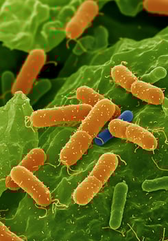 Bacteria and other microorganisms on a leaf photo